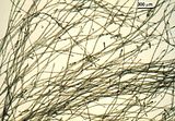 Choristocarpus tenellus3